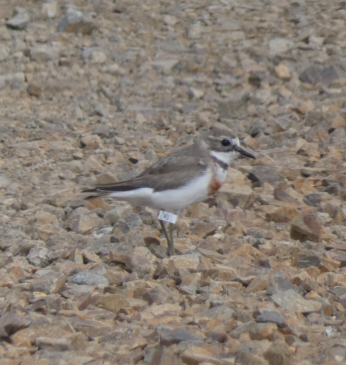Double-banded Plover - ML645733402