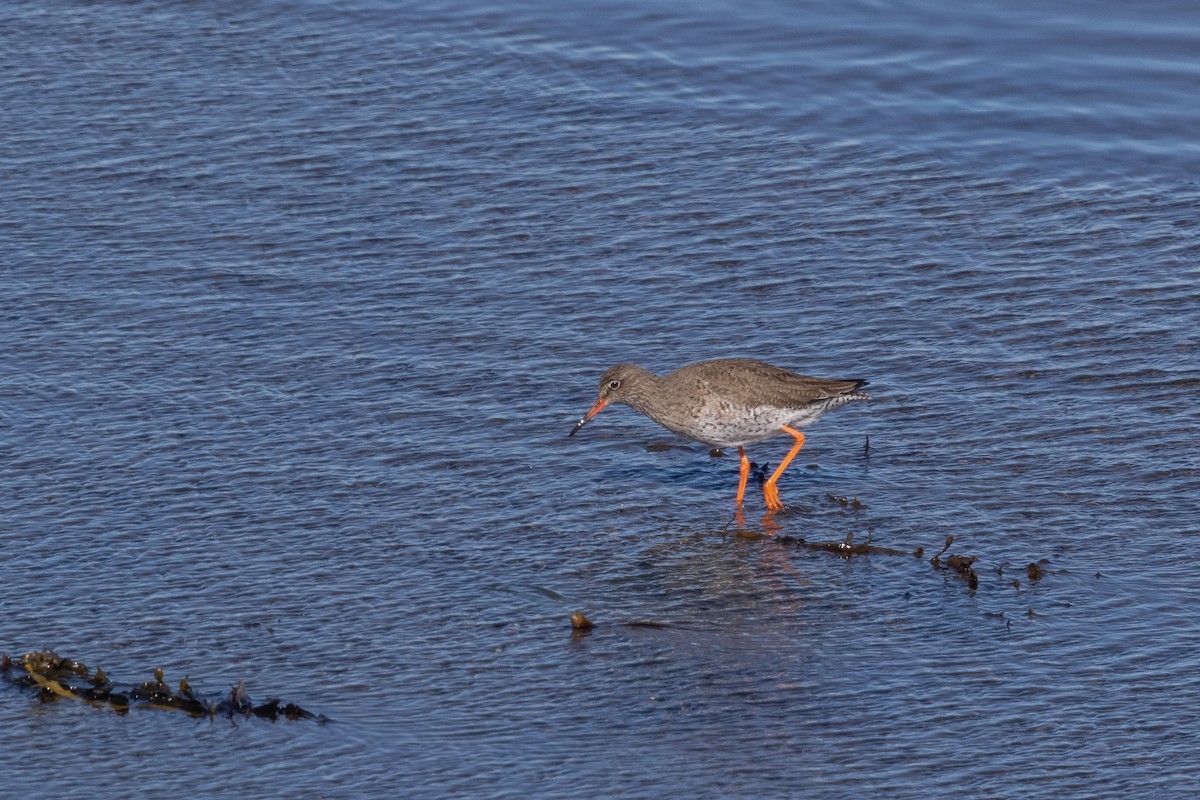 Common Redshank - ML645733404