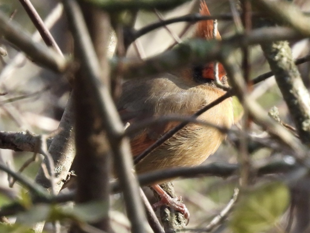 Northern Cardinal - ML645733405