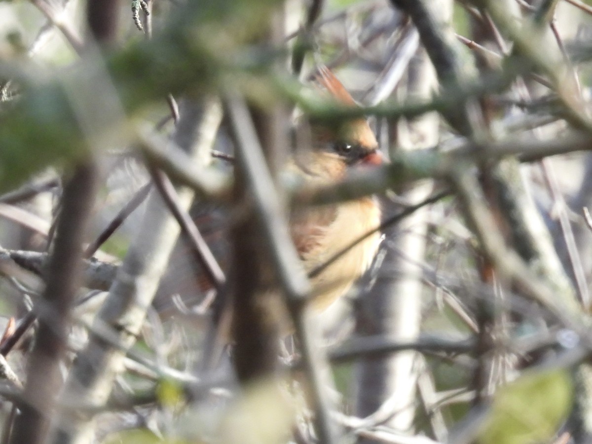 Northern Cardinal - ML645733406