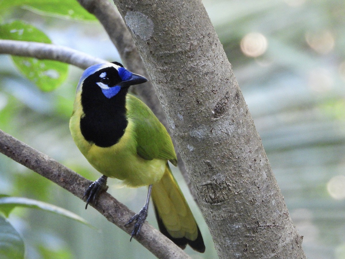 Geai vert - ML645733410