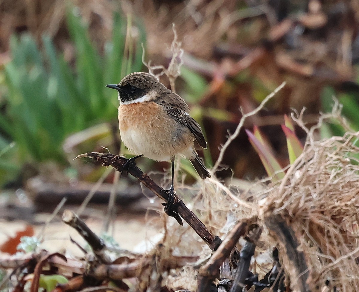 Трав'янка чорноголова - ML645733416