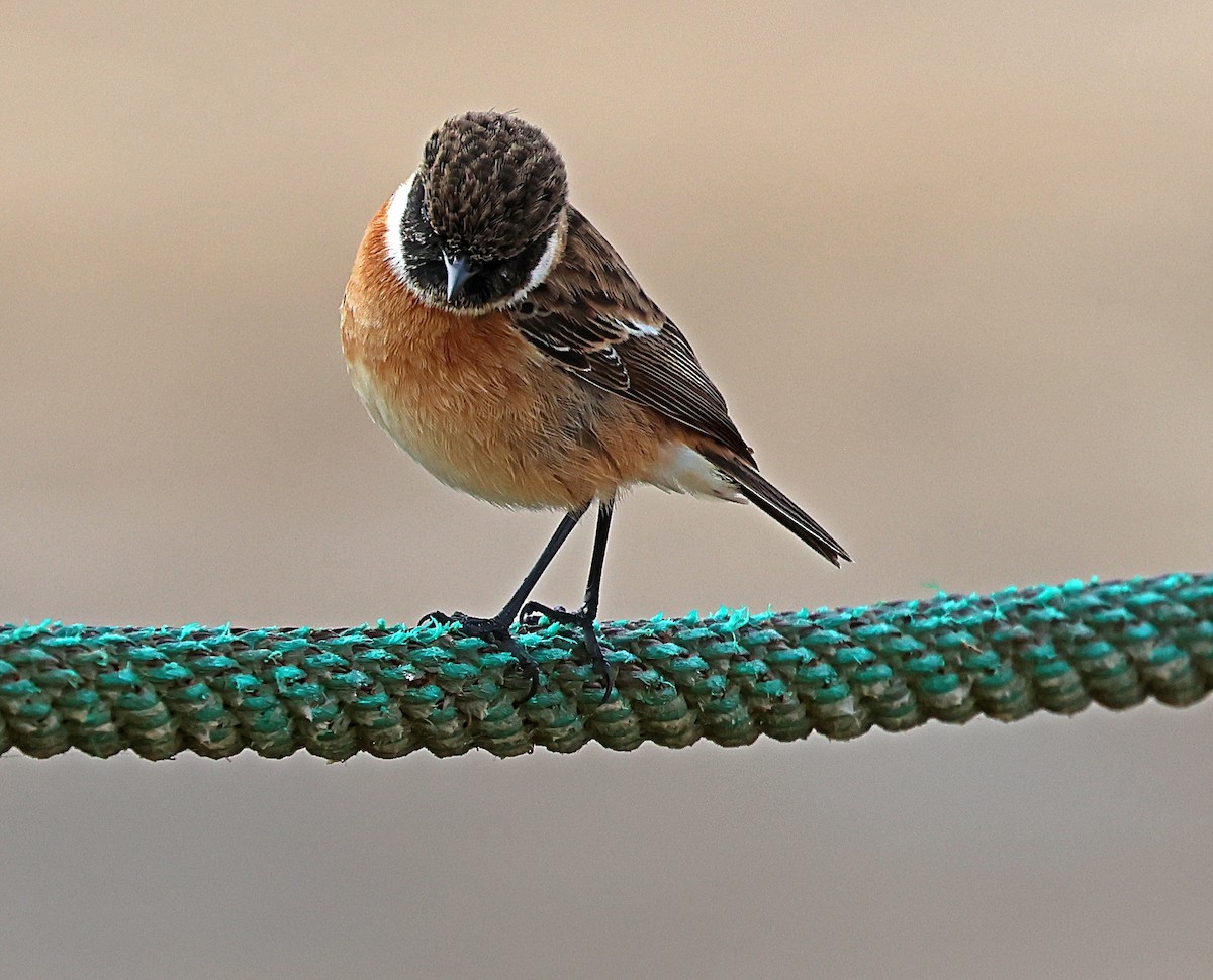 Трав'янка чорноголова - ML645733417