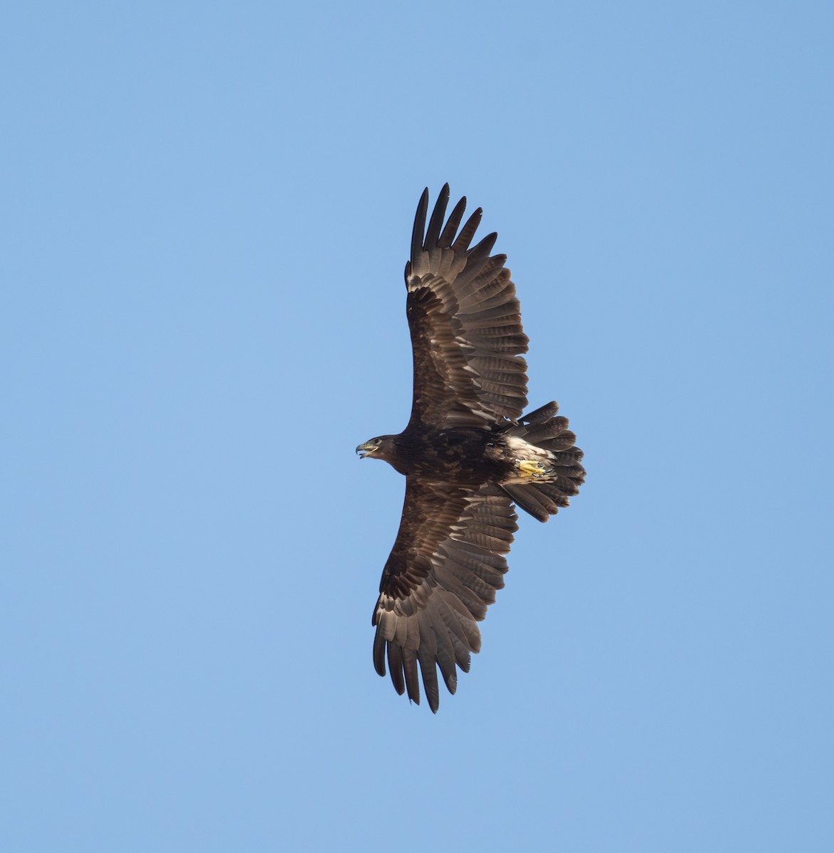 Greater Spotted Eagle - ML645733418