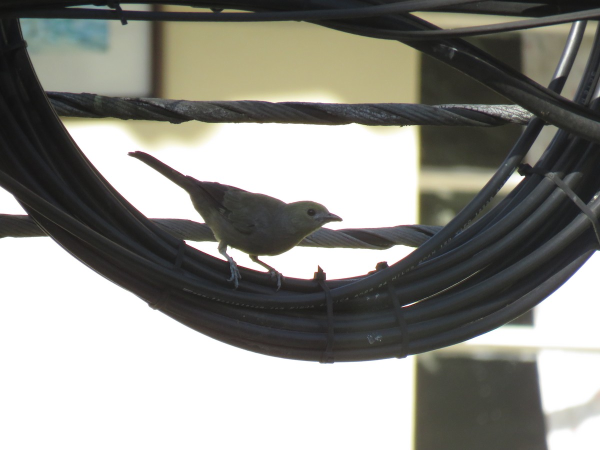 Palmentangare - ML645733430