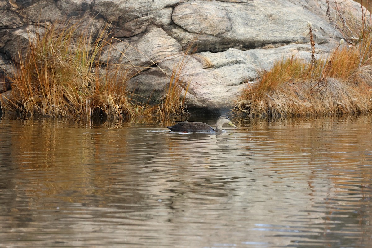 Dunkelente - ML645733434