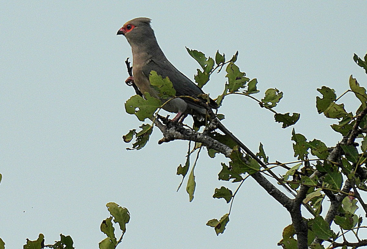 Rotzügel-Mausvogel - ML645733435