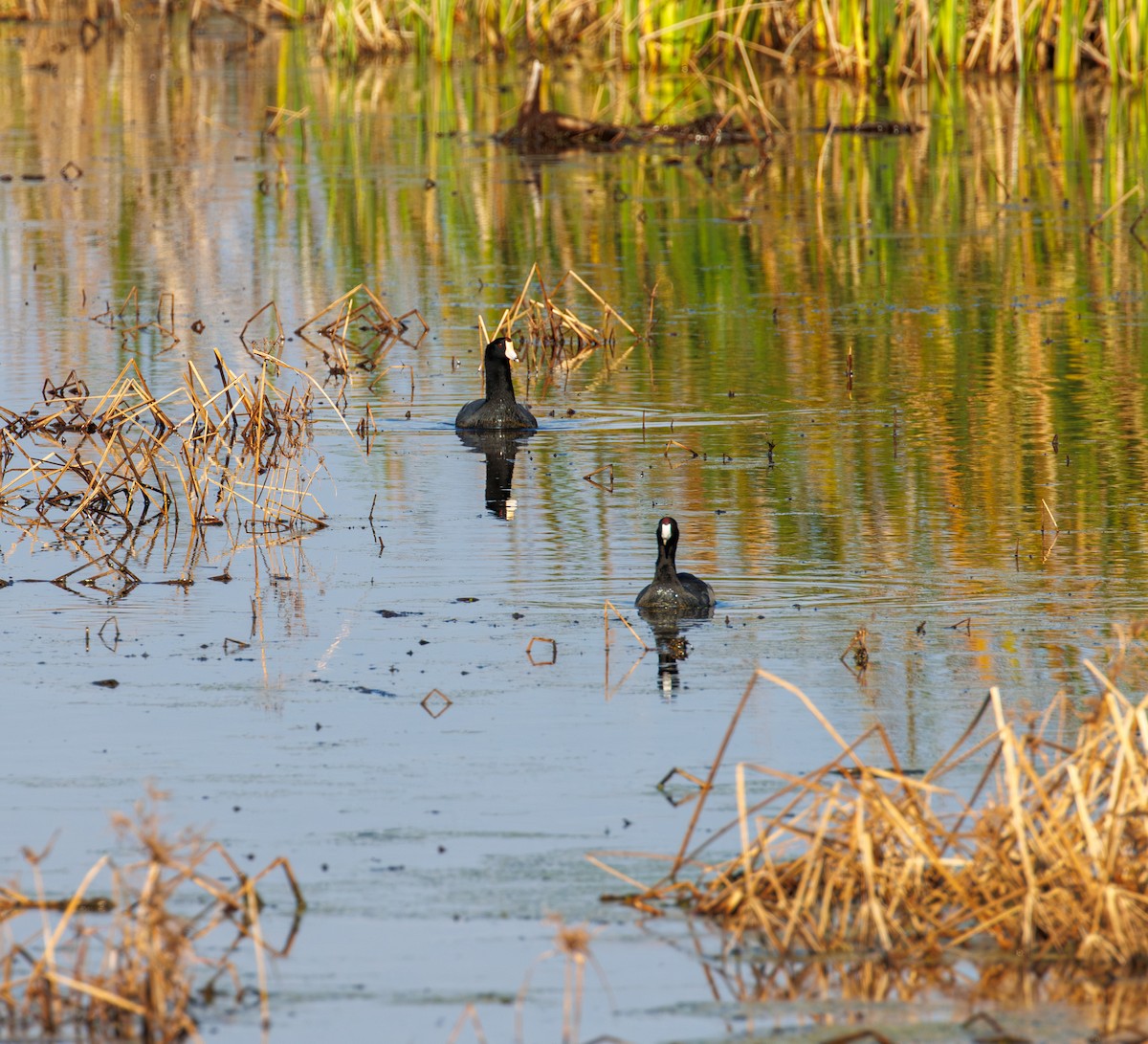 Indianerblässhuhn - ML645733436