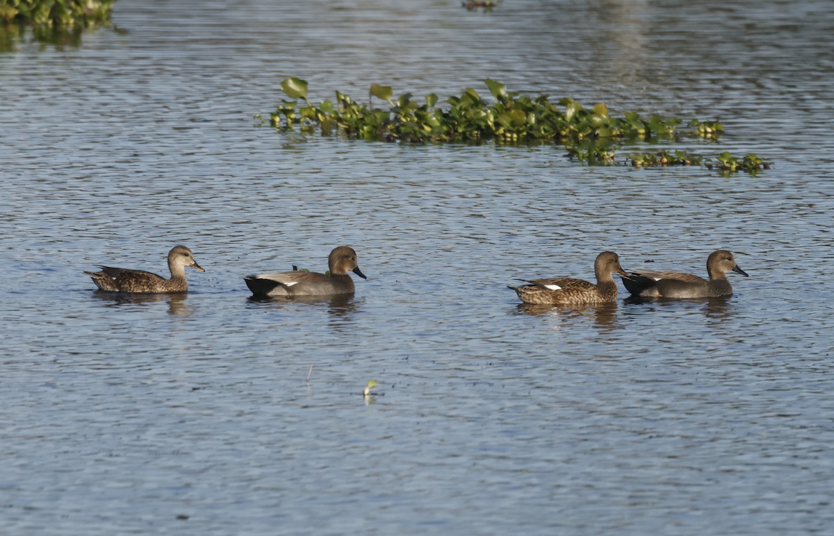 Schnatterente - ML645733437