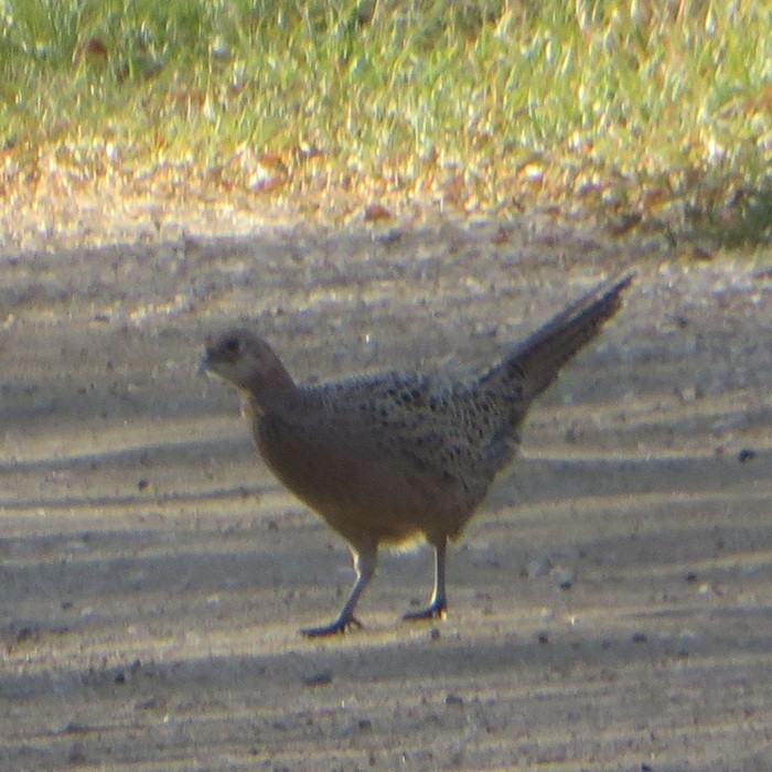 Jagdfasan - ML645733438