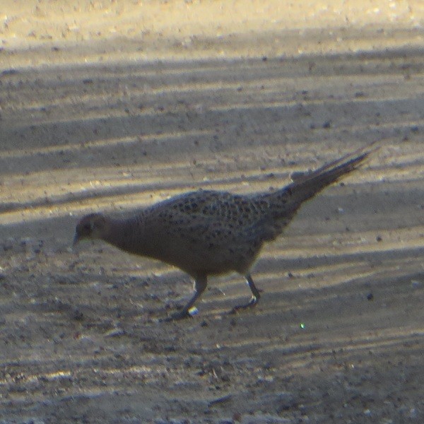 Jagdfasan - ML645733439