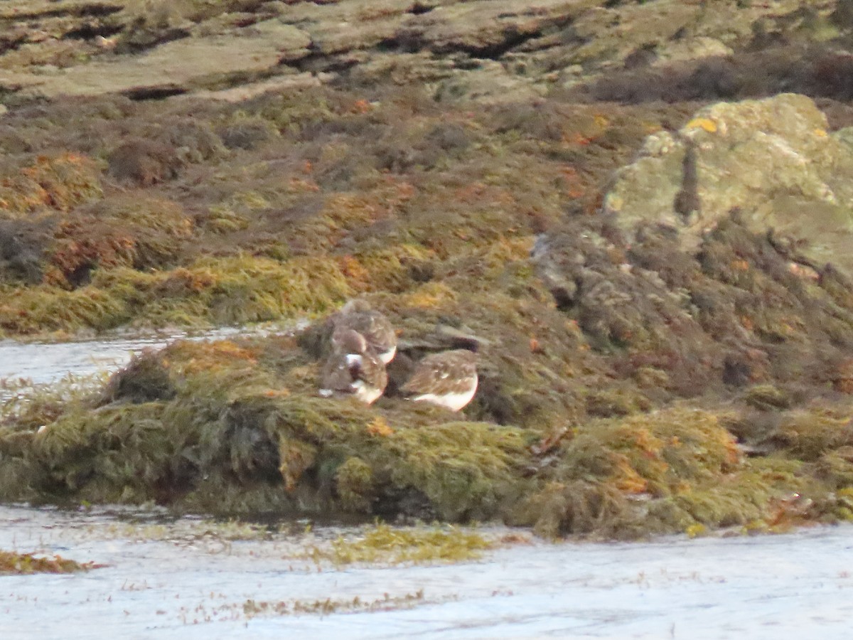 Steinwälzer - ML645733440