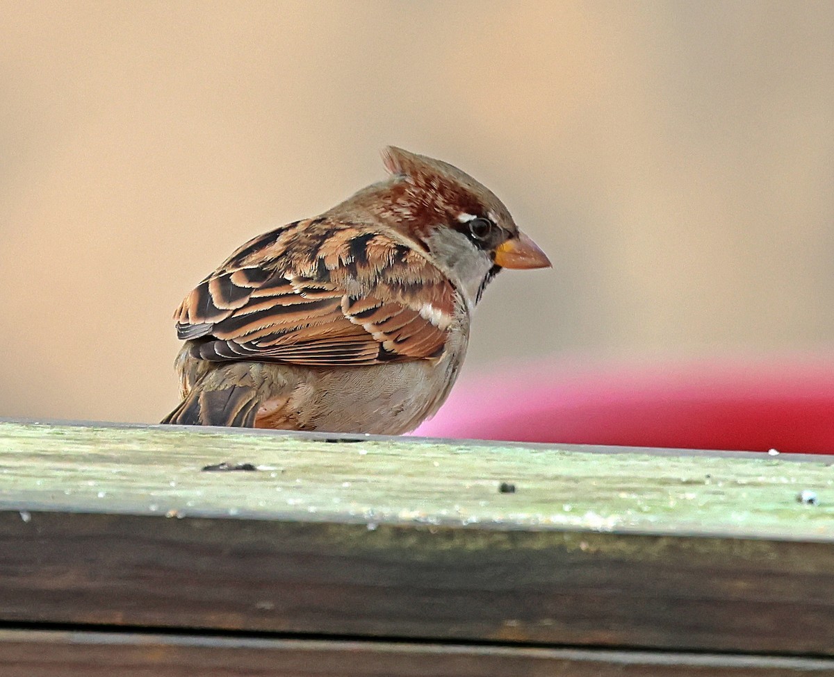 Haussperling - ML645733441