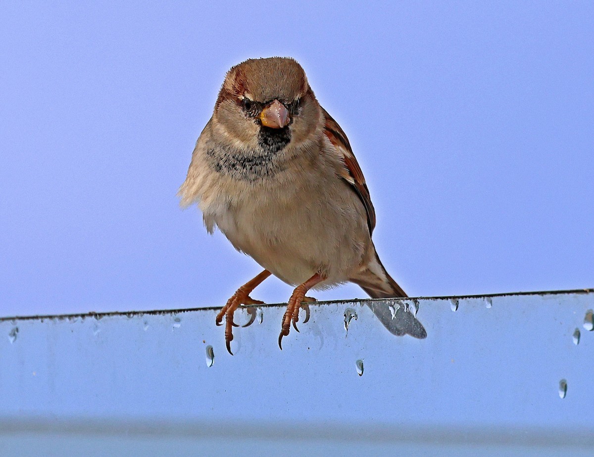 Haussperling - ML645733442