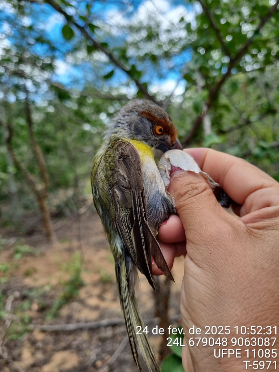 Rostbrauenvireo - ML645733443