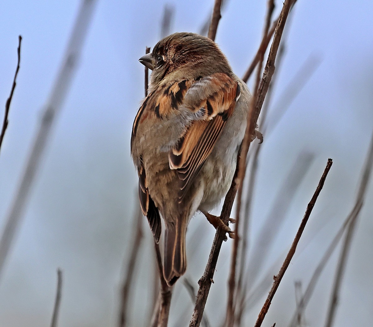 Haussperling - ML645733444