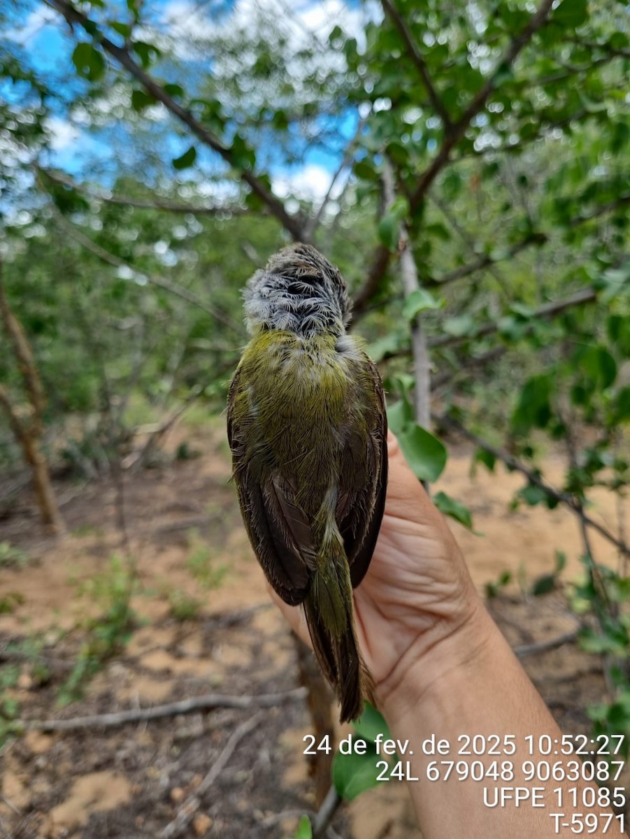 Rostbrauenvireo - ML645733445