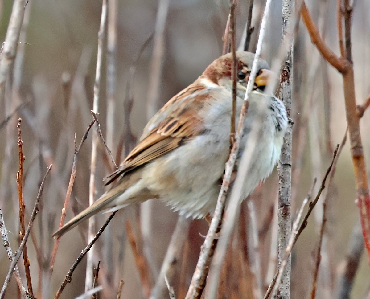 Haussperling - ML645733446