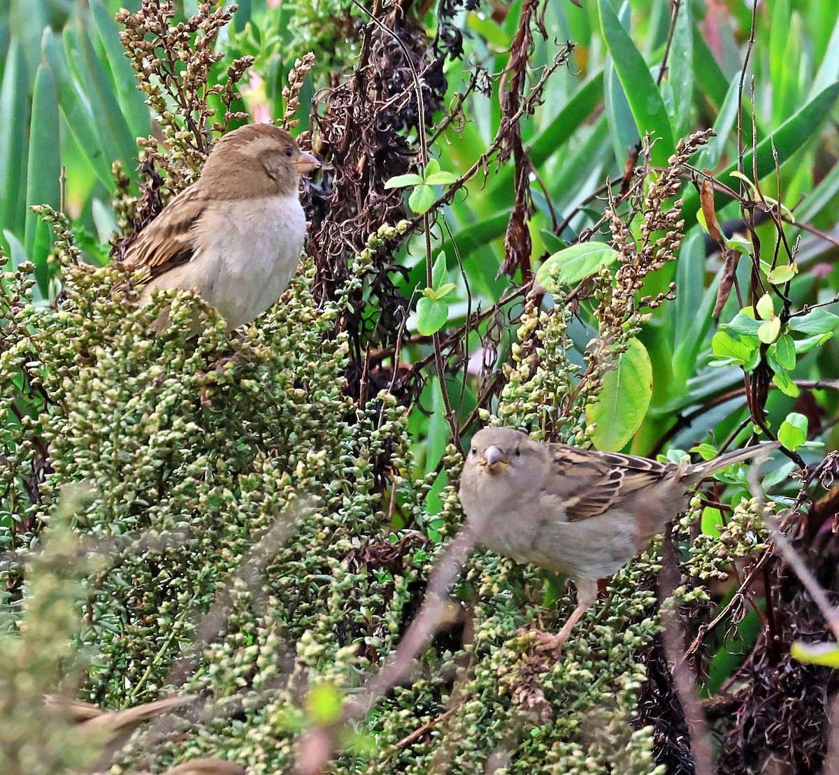 Haussperling - ML645733447