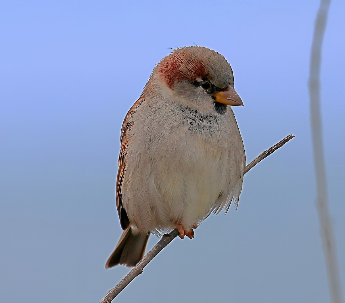 Haussperling - ML645733448