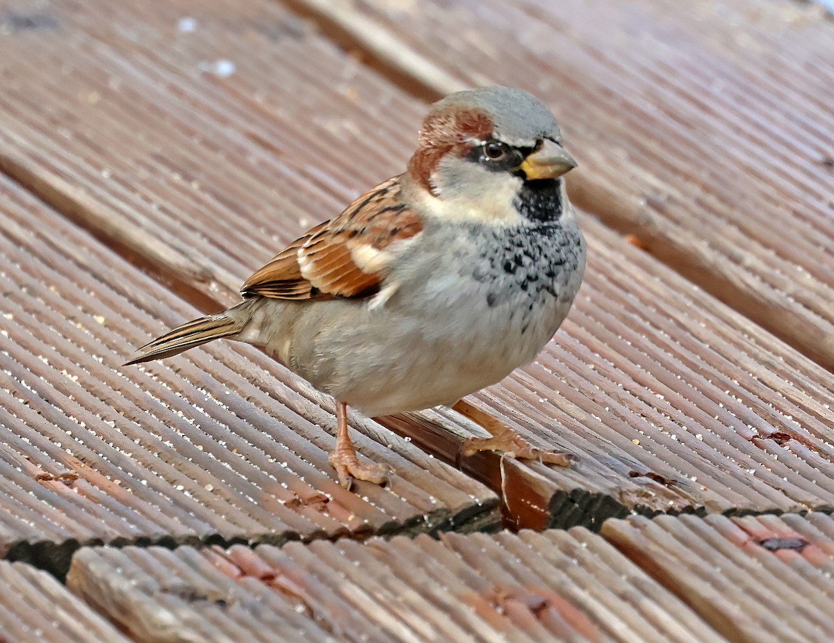 Haussperling - ML645733449