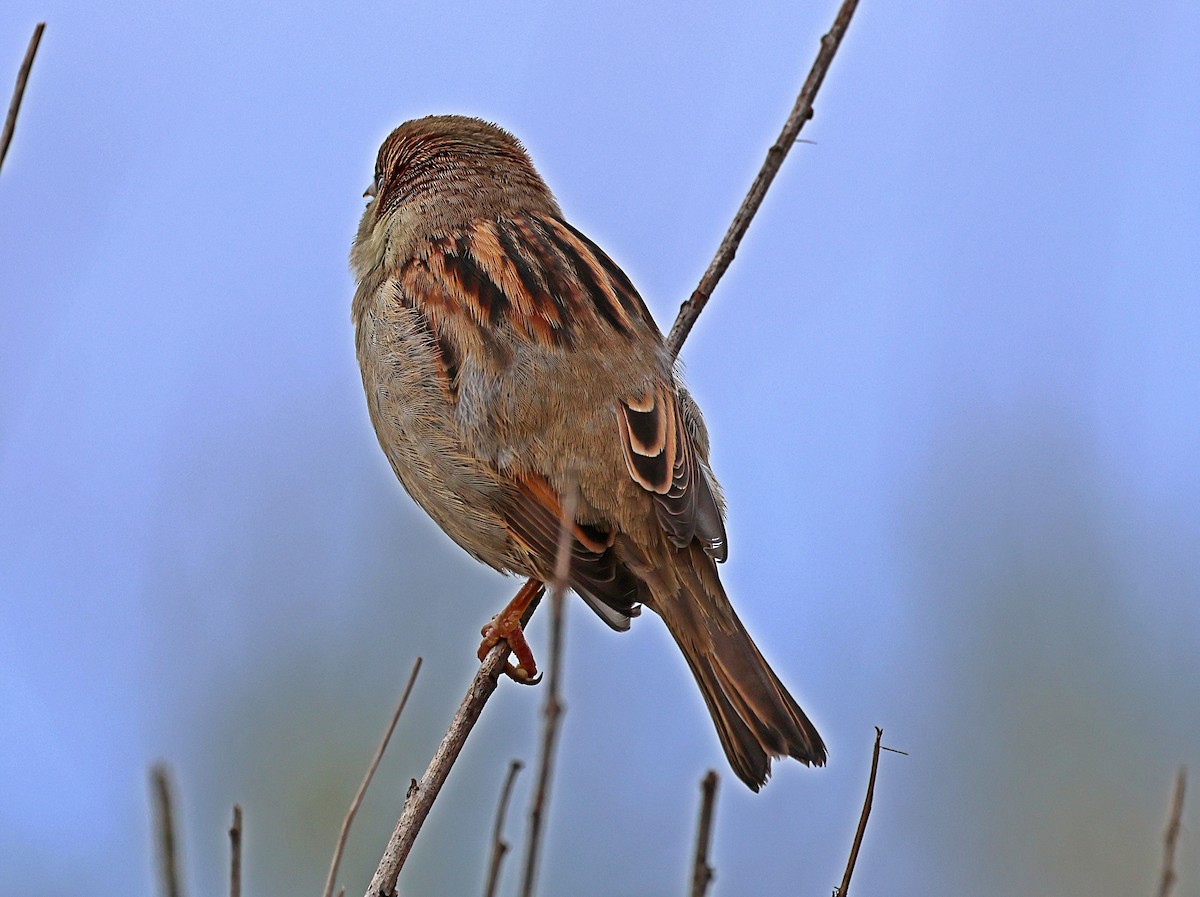 Haussperling - ML645733450