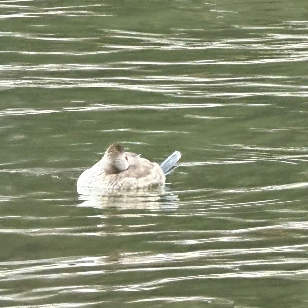 Schwarzkopf-Ruderente - ML645733451