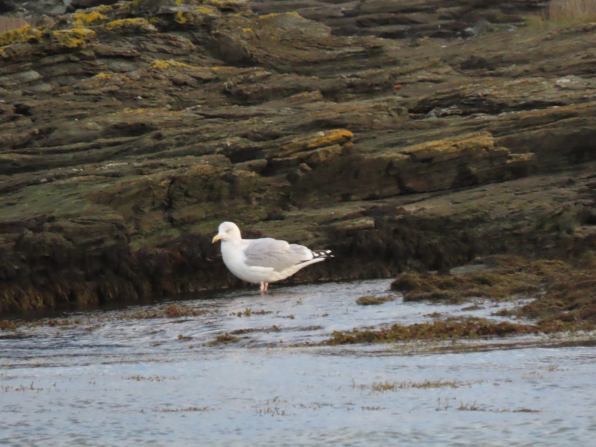 Silbermöwe - ML645733452