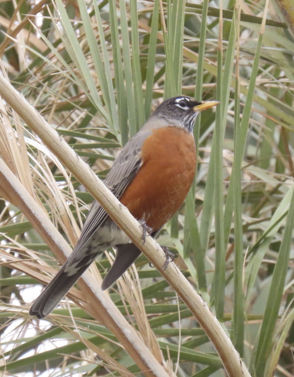 Wanderdrossel - ML645733453