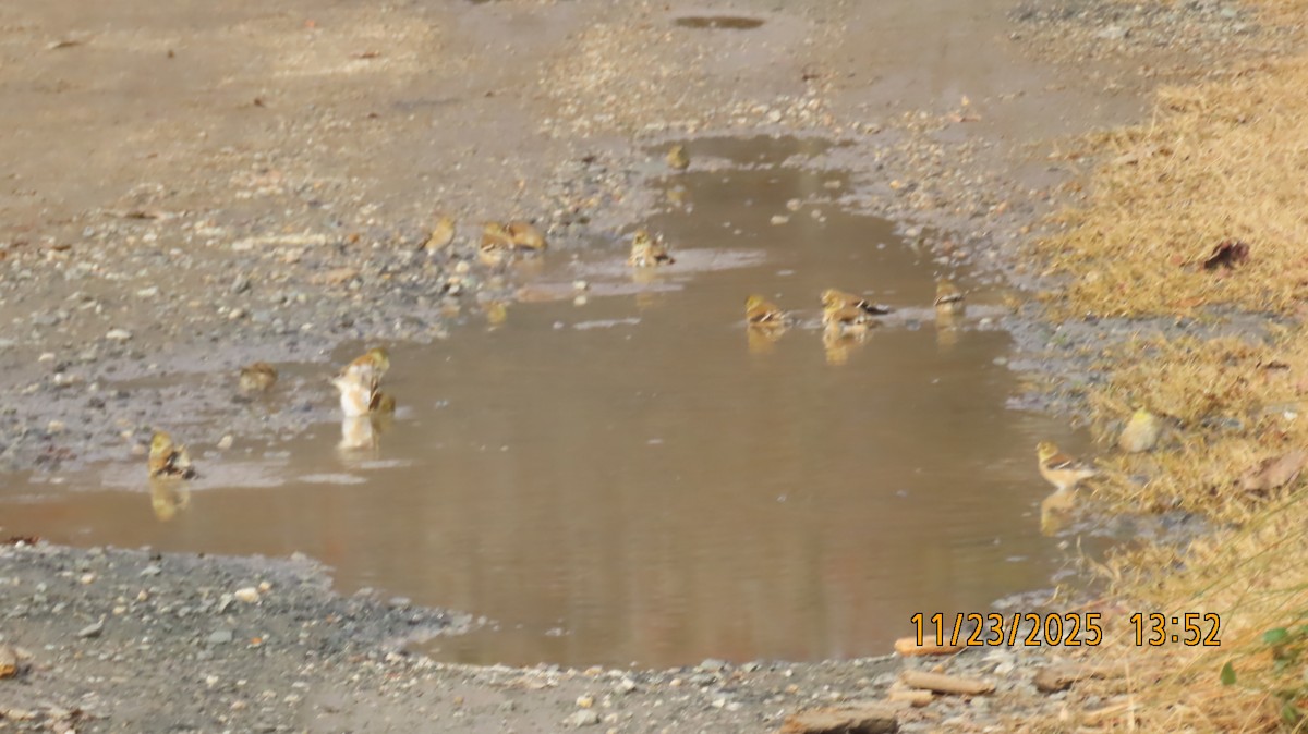 Goldzeisig - ML645733454