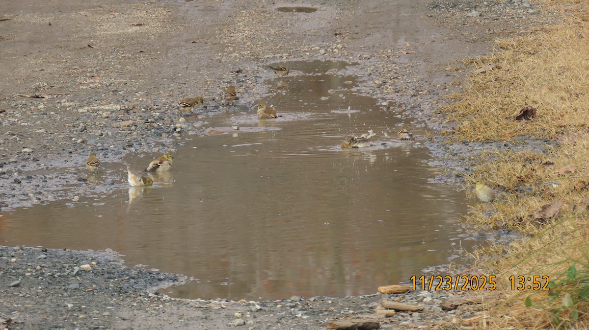 Goldzeisig - ML645733455