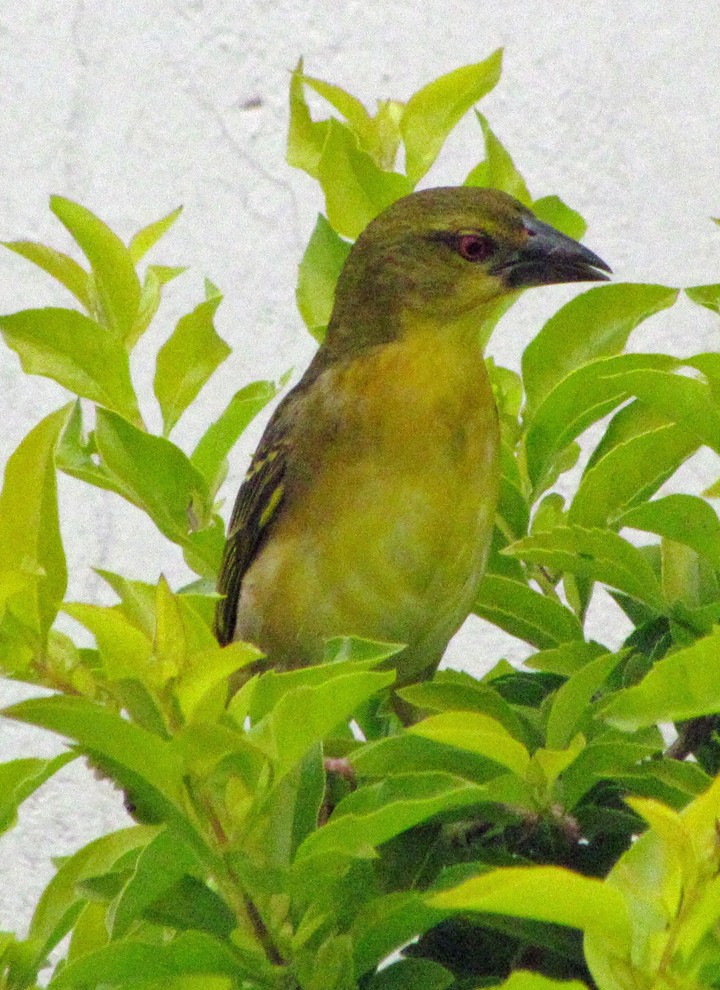 Dorfweber - ML645733456