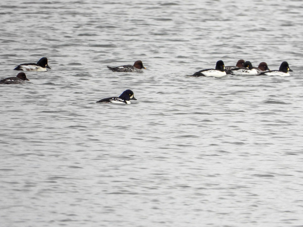 Barrow's Goldeneye - ML645733457