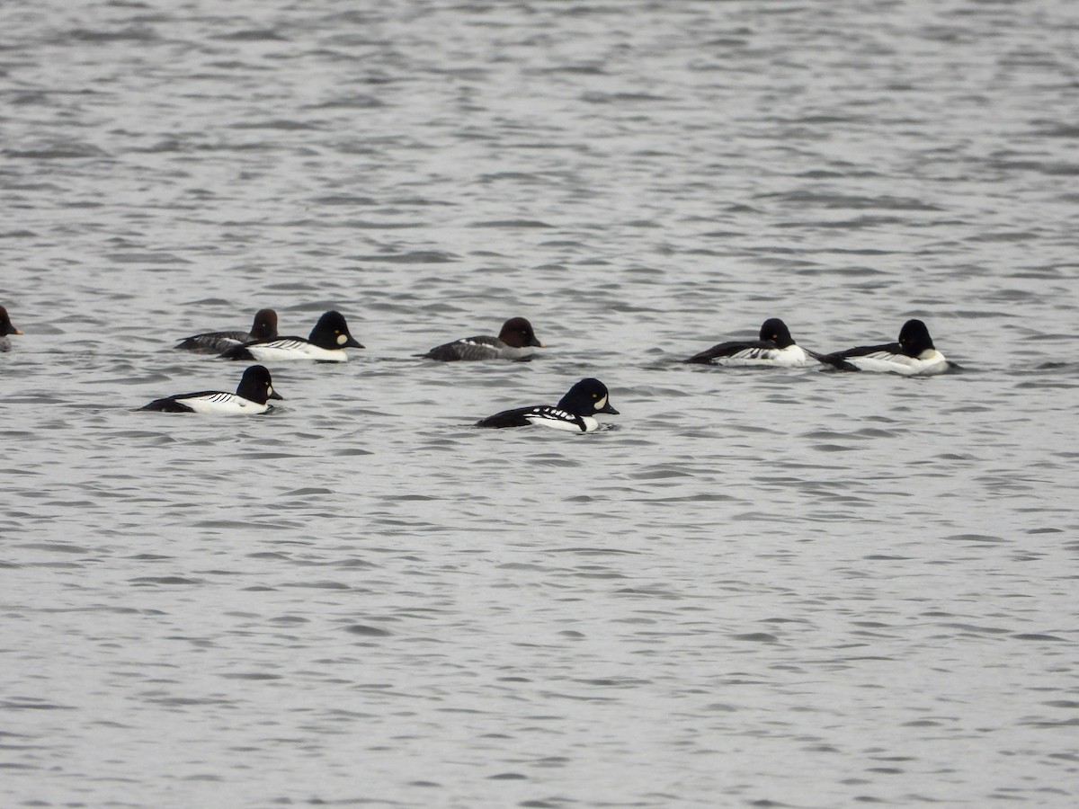 Barrow's Goldeneye - ML645733458