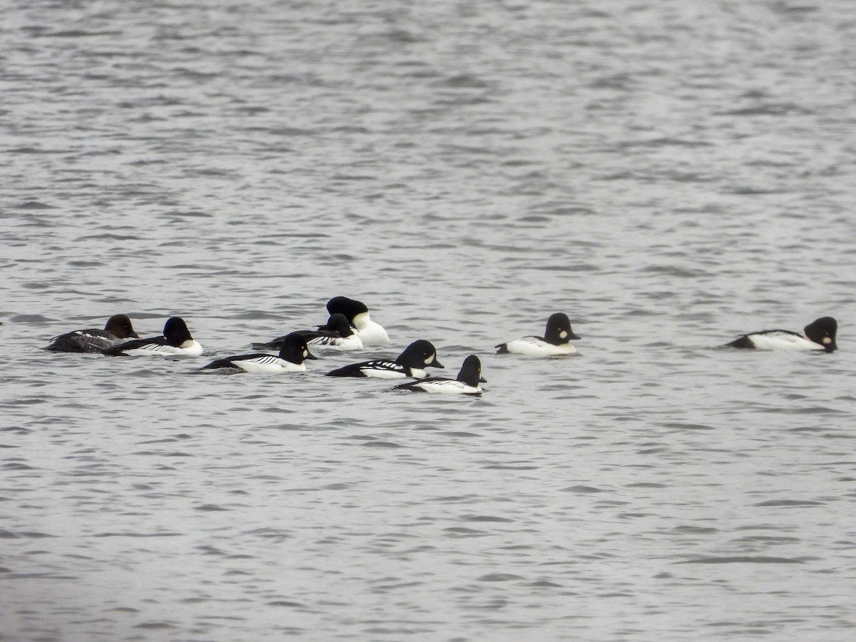 Barrow's Goldeneye - ML645733459