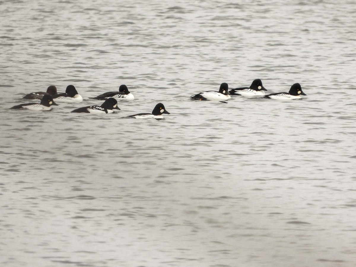 Barrow's Goldeneye - ML645733460