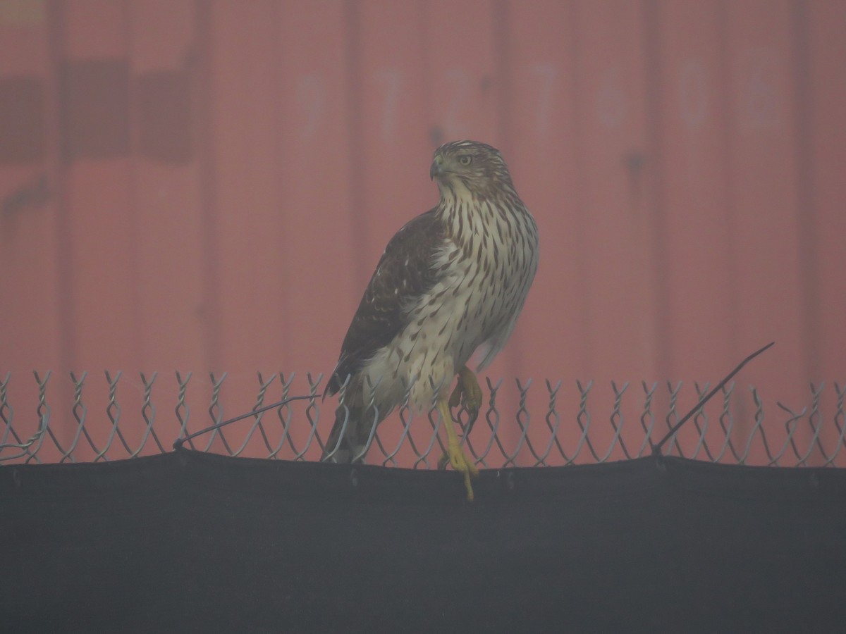 Rundschwanzhabicht - ML645733461