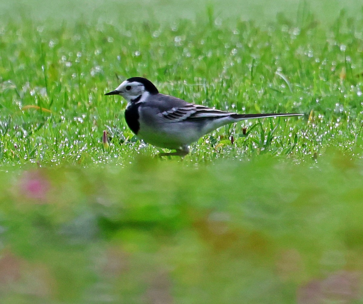 Bachstelze - ML645733462