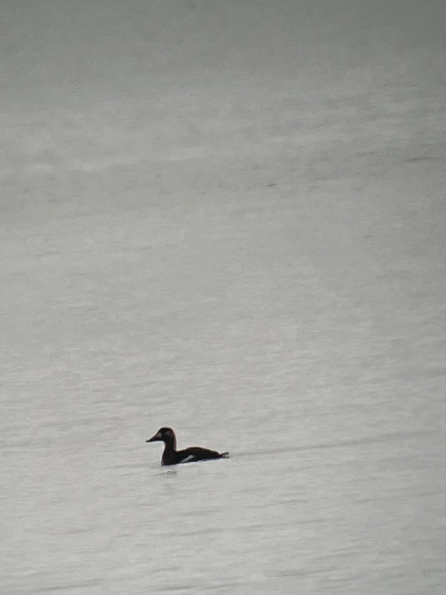 Höckersamtente - ML645733464