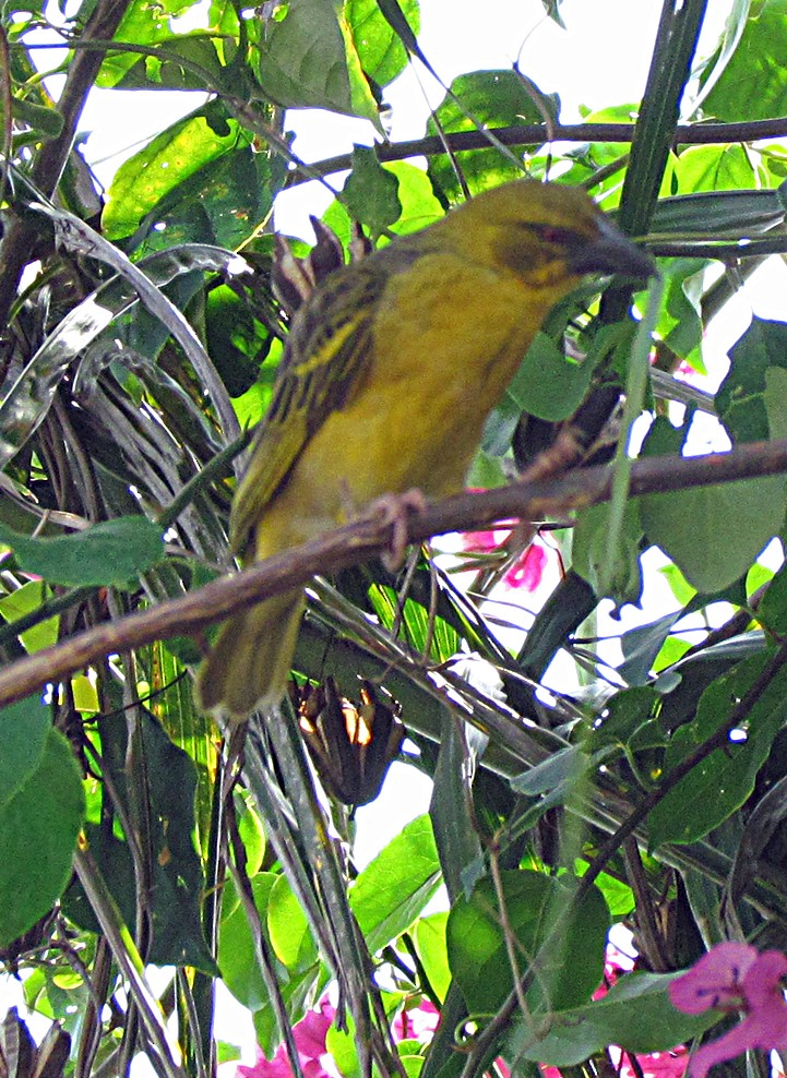 Dorfweber - ML645733465