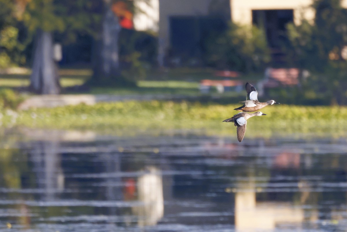 Blauflügelente - ML645733470