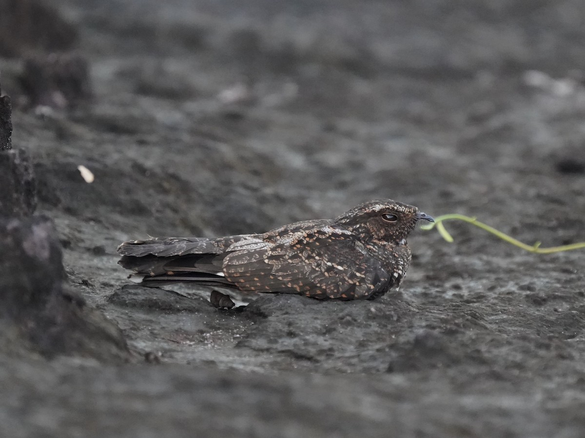 Blackish Nightjar - ML645733472