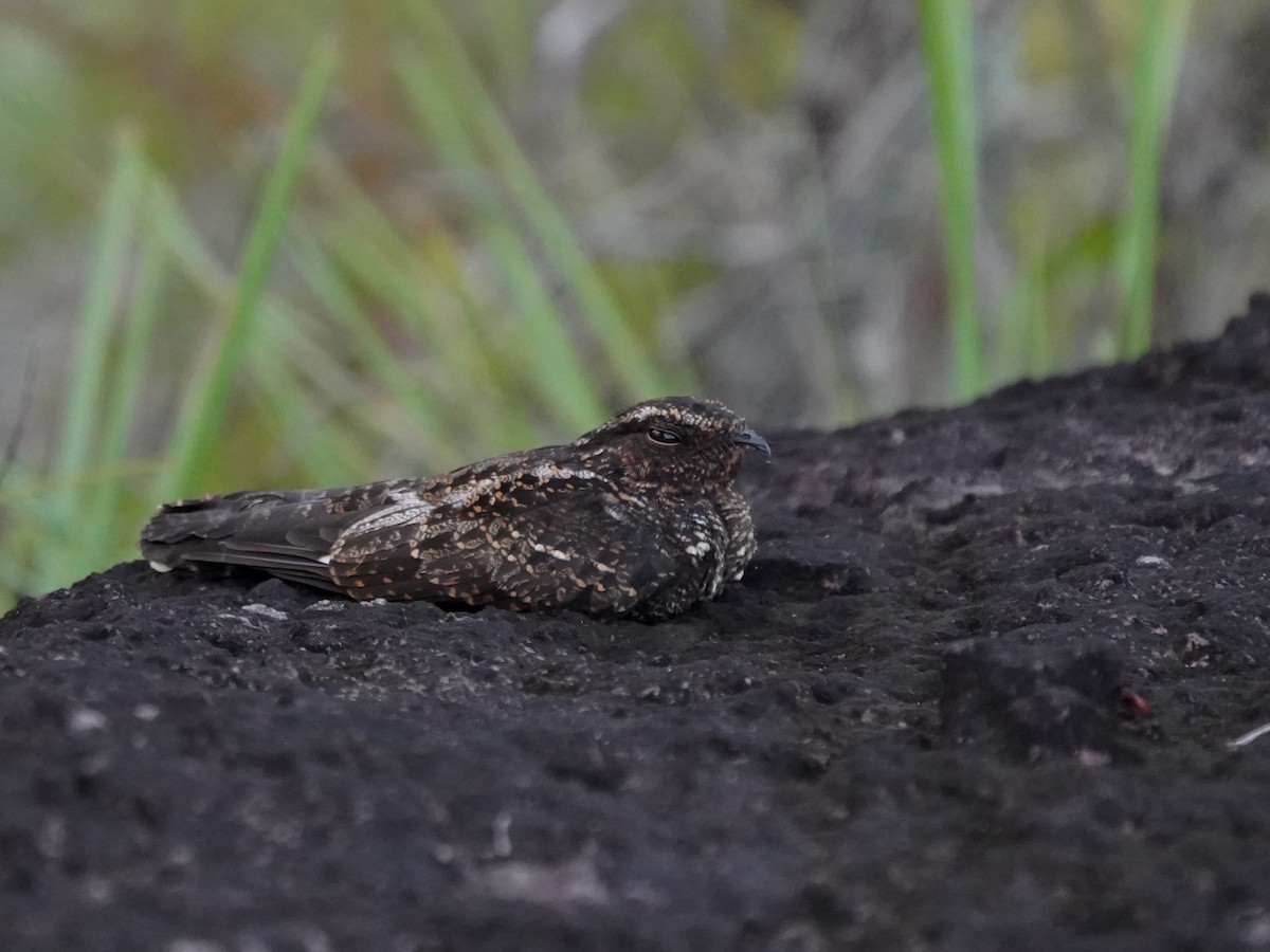 Blackish Nightjar - ML645733473
