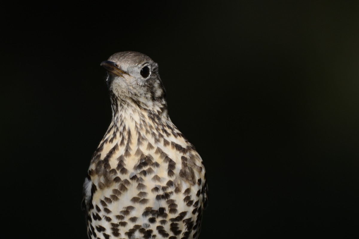 槲鶇 - ML645733474