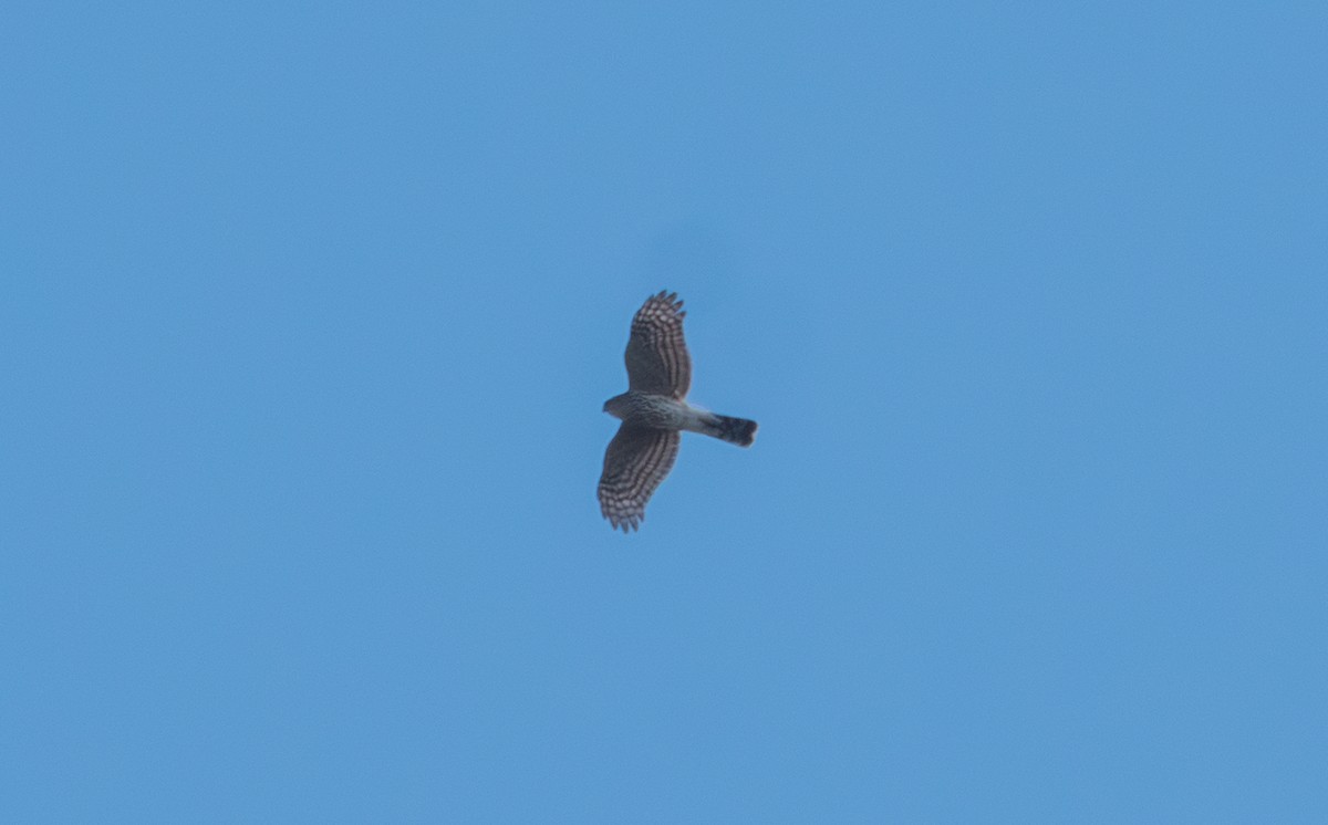 Sharp-shinned Hawk - ML645733481