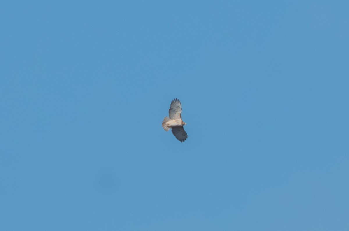 Red-tailed Hawk - ML645733486