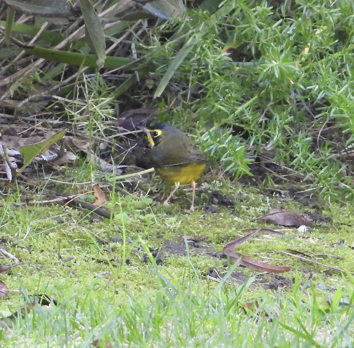 Kentucky Warbler - ML645733497