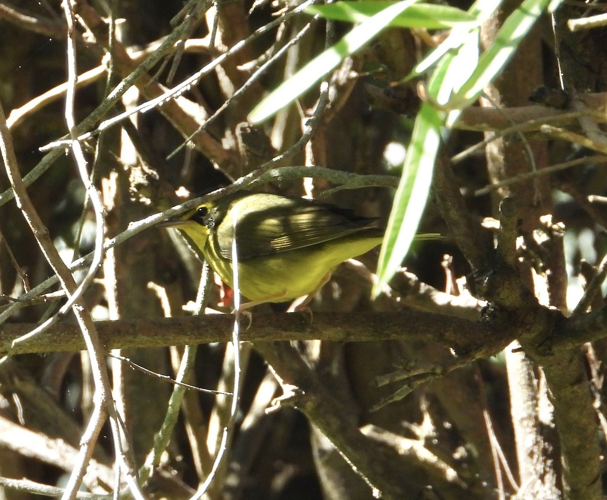 Kentucky Warbler - ML645733498