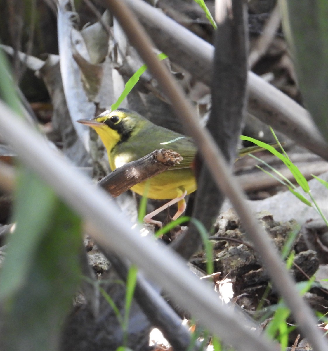 Kentucky Warbler - ML645733499