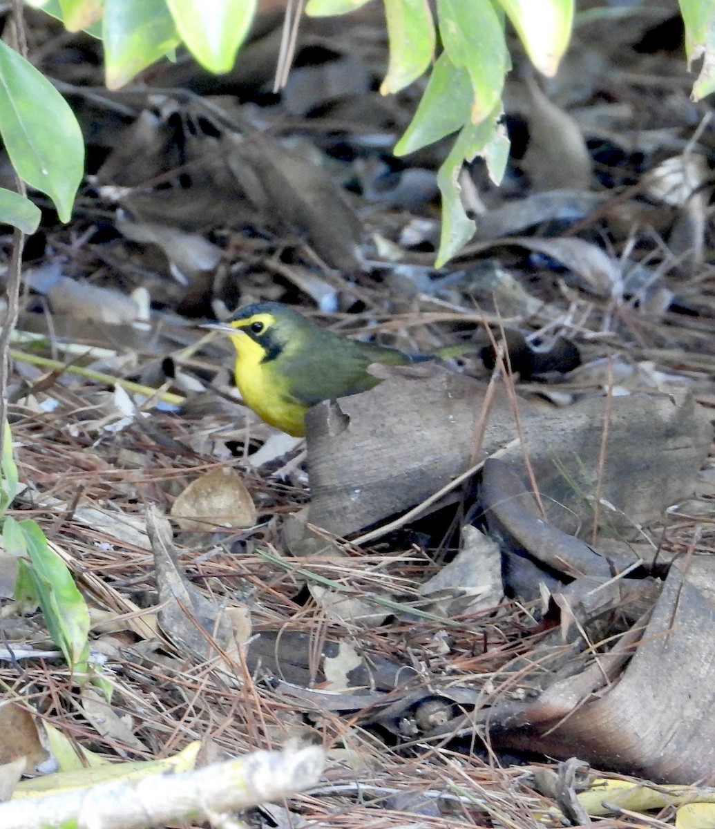 Kentucky Warbler - ML645733500
